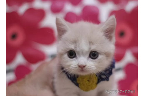 成約済の東京都のブリティッシュショートヘア-105731の4枚目